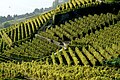 Terrasserte vinmarker i Lavaux i Sveits