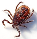 Flåten her måler cirka 2 millimeter.