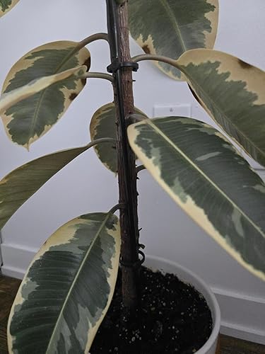 Helpful support for smaller plants