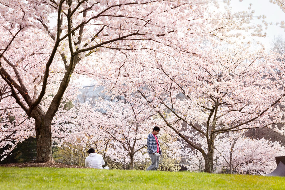 Students enjoy the cherry blossom trees on the Fairfax Campus. Photo by: Ron Aira/Creative Services/ George Mason University
