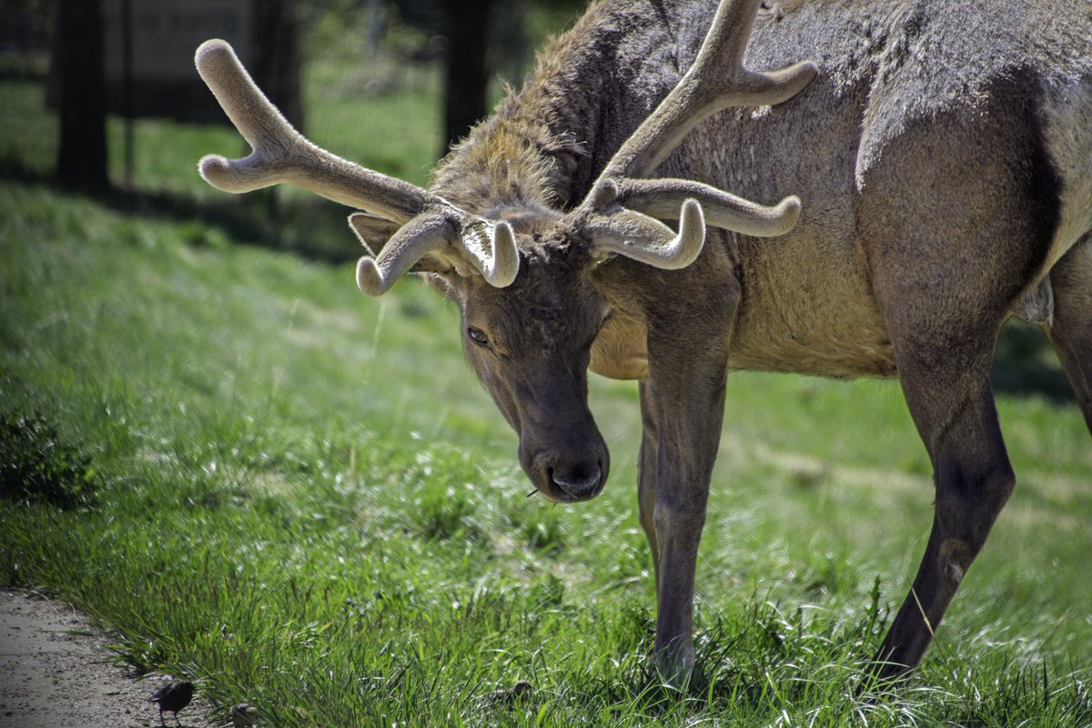 A large elk with antlers is grazing on lush green grass in Estes Park, Colorado.