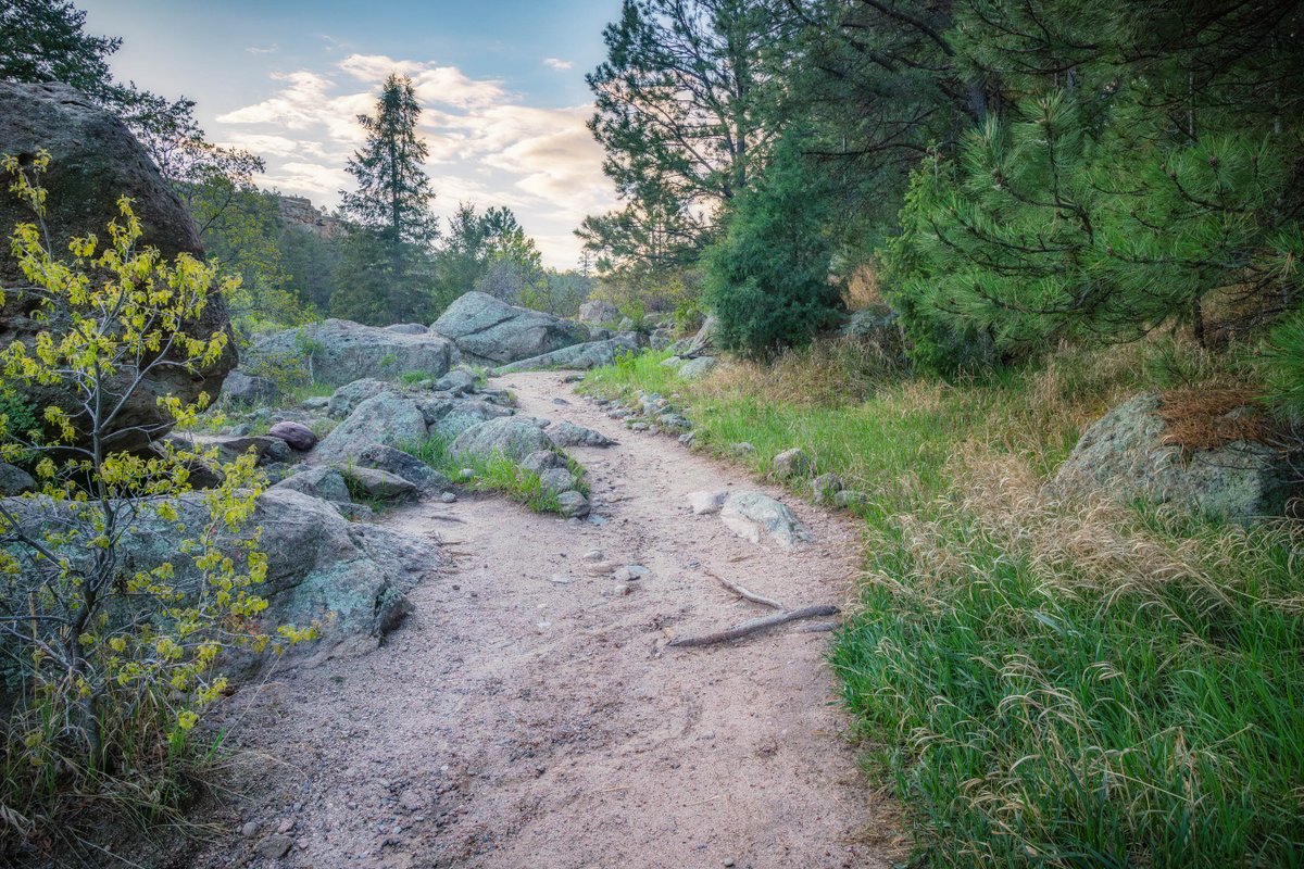 A dirt walking path leading through a forest of pine trees with large rocks along the trail.