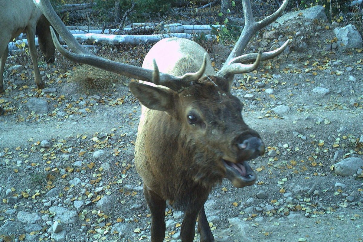 An elk with large antlers stands on a rocky, leaf‑strewn path in a forested area.