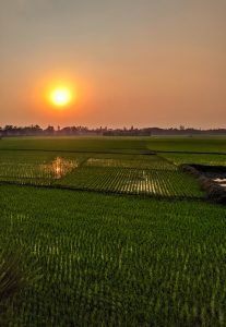 A picturesque moment where nature’s canvas unfolds, casting a captivating glow over the serene rice field. #sundrenchedbeauty #naturephotography #tranquilityinthefields 🌞🍃