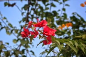 Behold the breathtaking symphony of scarlet blossoms adorning this majestic tree, painting the sky with their vibrant hues. 🌺🎨🌳 #RedPetalParade #NatureArtistry #FloralSerenade #mirmpro