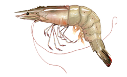 Un exemple d'espèce du sous-ordre Dendrobranchiata : Litopenaeus setiferus. Les représentants de ce sous-ordre ressemblent en certains points aux crevettes vraies, mais ils en diffèrent sur d'autres.