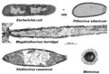 Comparason de talha entre lo bactèri Escherichia coli, lo VIU e plusors virús gigants.