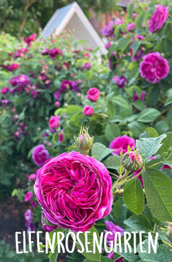 Rosensommer