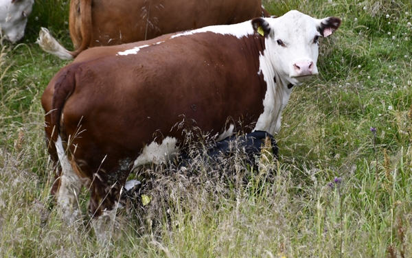 hereford ammekyr kuer kalv