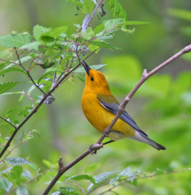 warbler-prothonotary-tetakain Image