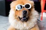 A fluffy orange dog wears some cool looking sunglasses.