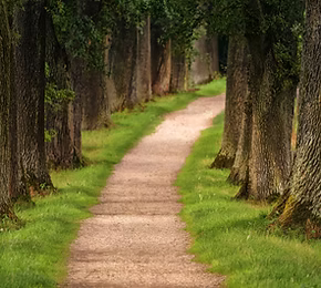 Mindfulness Based Insight Coaching