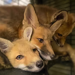 baby red fox pile.jpg