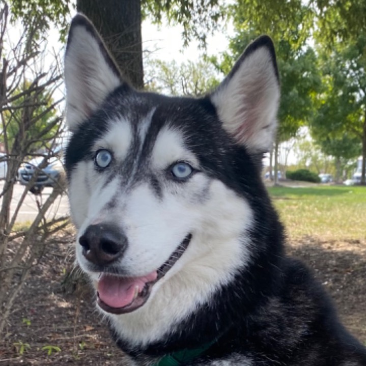 Pet_Harbor_Rescue's avatar
