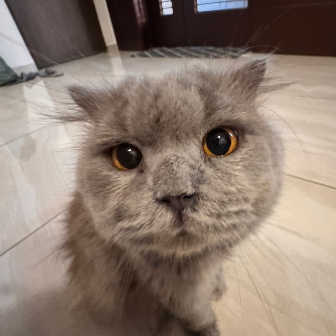 MeowD's avatar