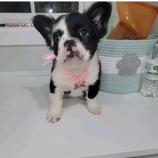 crabislandcuties's avatar