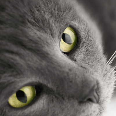 snakethecat's avatar