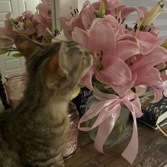 Luvvvlilies's avatar
