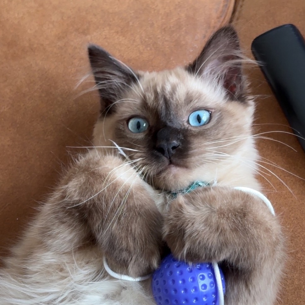 raggy_the_ragdoll's avatar