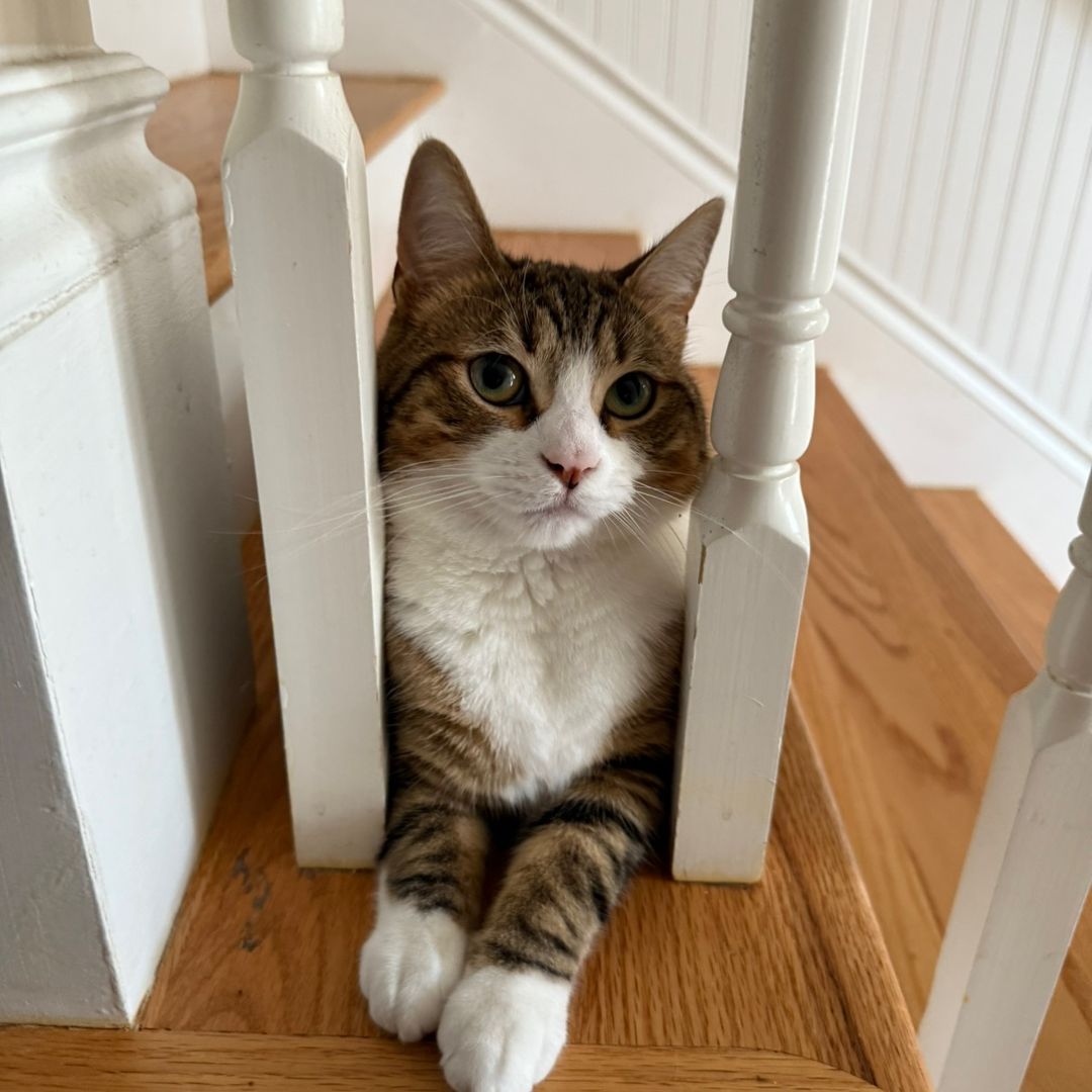 mistermeowsterr's avatar