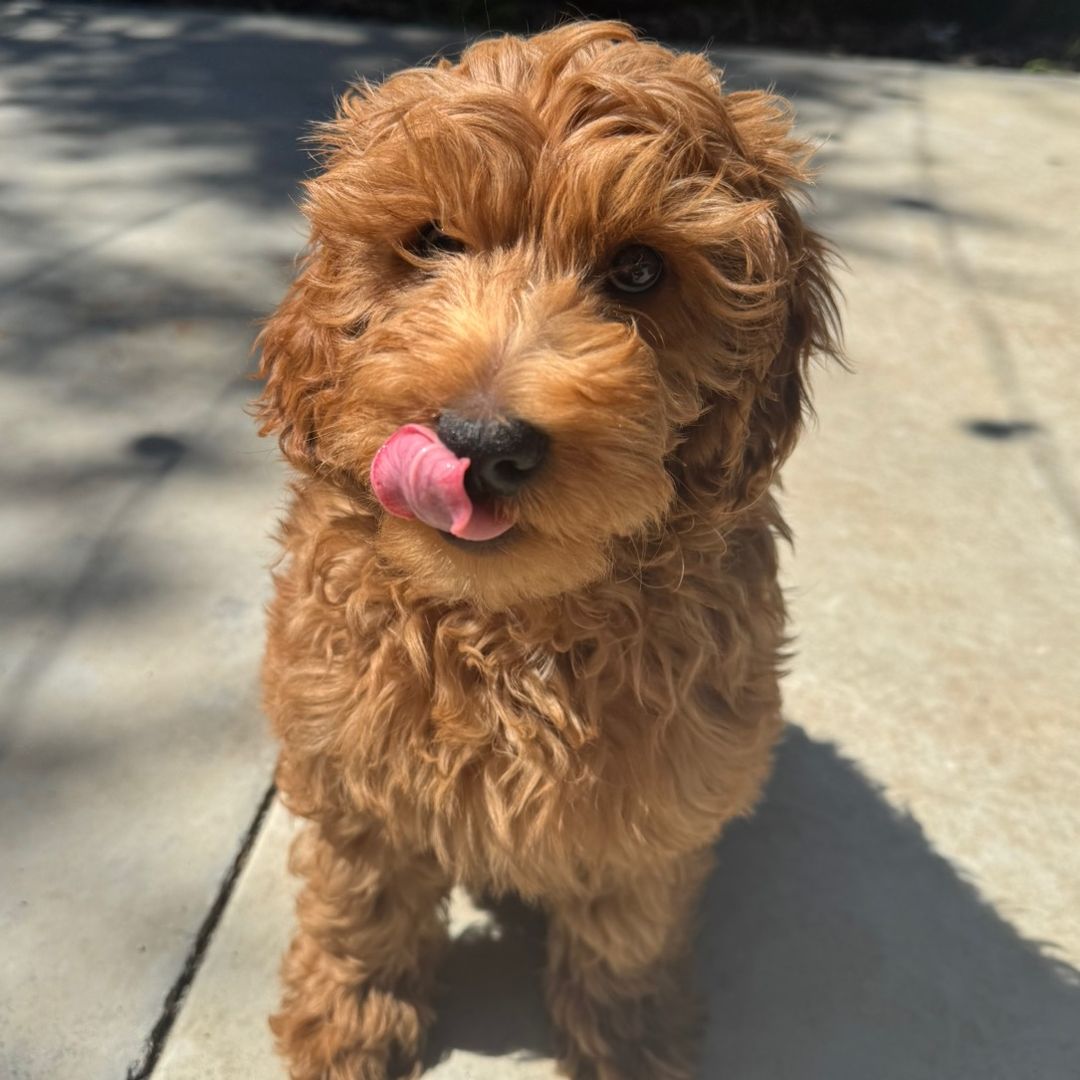 mishkathedood's avatar