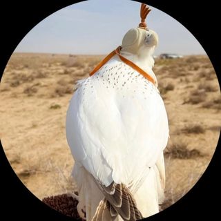 akin76's avatar