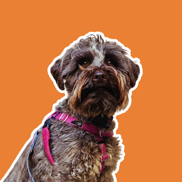 tobydogtravels's avatar