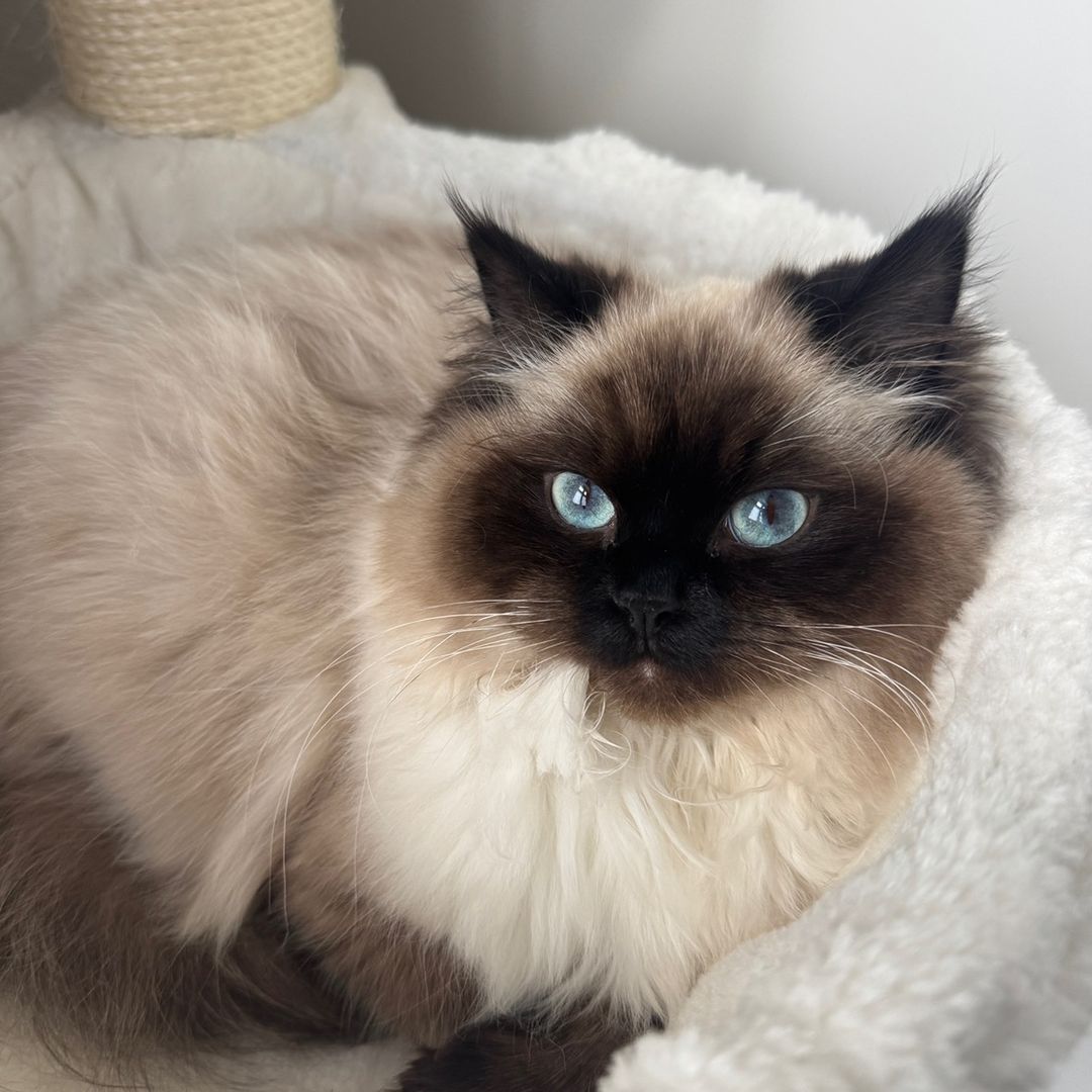 tabbyheavynimo1's avatar