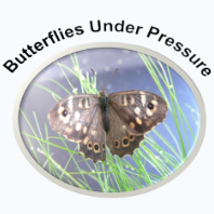ButterfliesUnderPressure's avatar