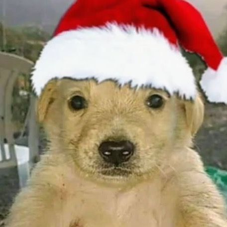 MrDoggy's avatar