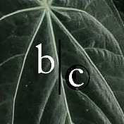 bcplant's avatar
