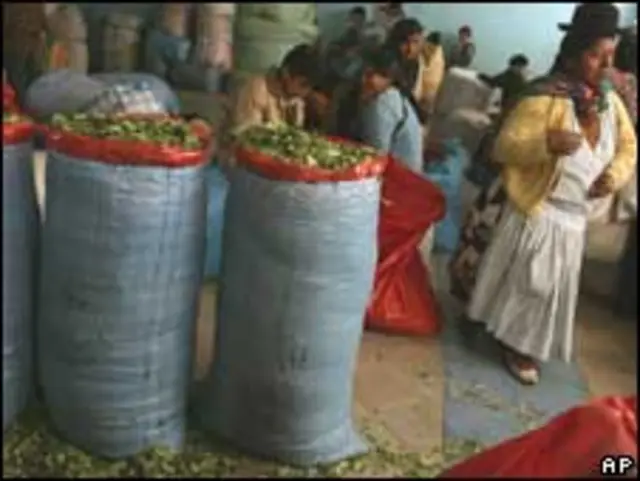 Folhas de coca à venda em um mercado na Bolívia