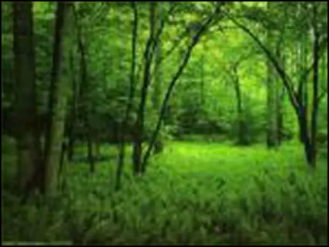 Bosque Atlántico de Brasil (Foto ONU)