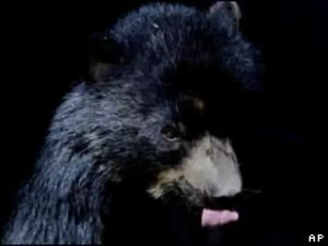 Oso
