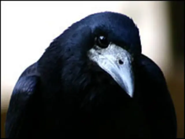 Pájaro (foto gentileza Christopher Bird)