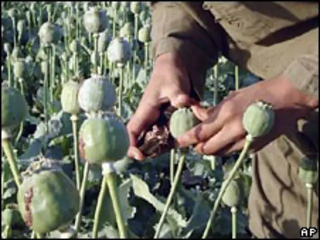 Agricultor afgano recoge semillas de opio en la provincia de Helmand.