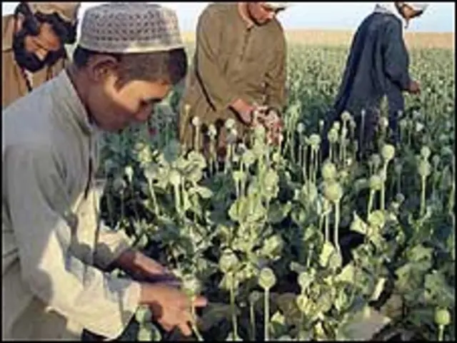 ہلمند صوبے میں دنیا بھر میں اسمگل کی جانے والی منشیات کا نوے فیصد حصہ پیدا ہوتا ہے