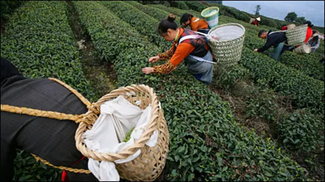 Nông trại chè ở TQ