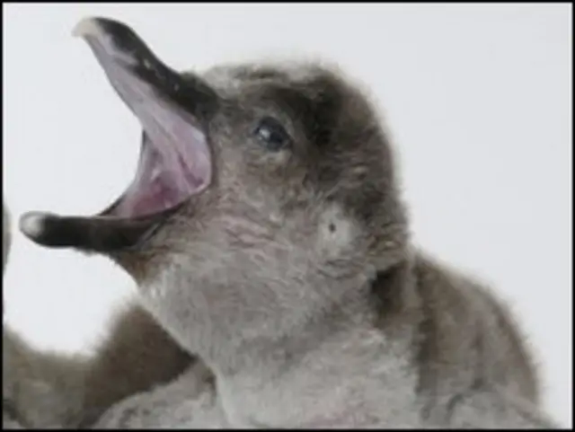 Pingüino Humboldt.