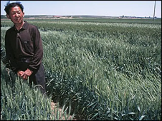 Campo de trigo