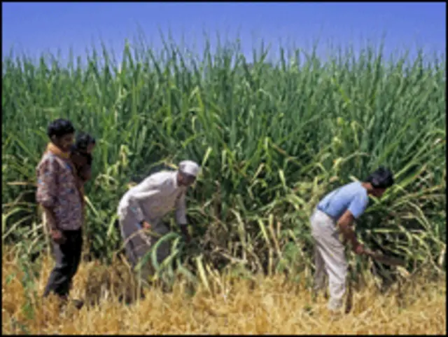 sugar cane havest in india (DAVID R. FRAZIER / SCIENCE PHOTO LIBRARY)
