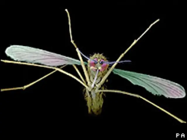 Mosquito