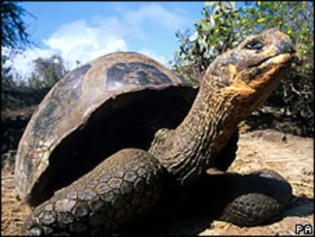 Tortuga gigante
