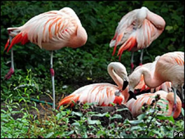 Flamencos