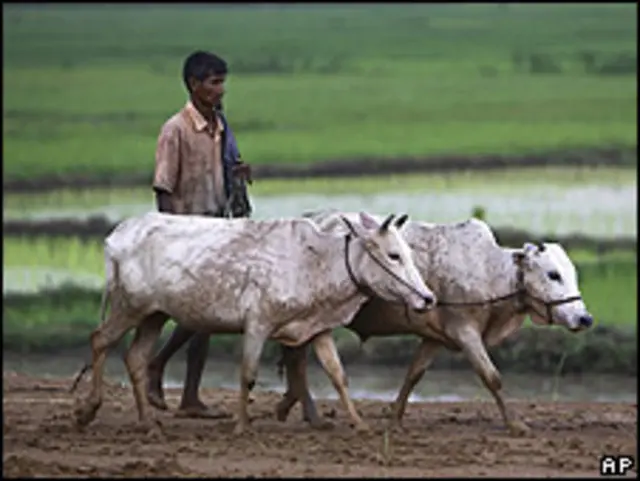 Granjero con su ganado en Gauhati, India