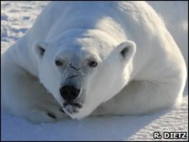 Oso Polar