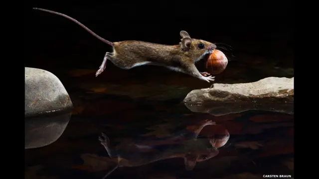 "Yellow-necked mouse" de Carsten Braun