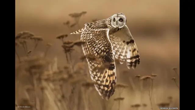 "Shoulder check", de Henrik Nilsson