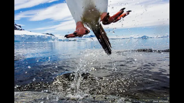 "Leaping gentoo penguin", de Paul Souders