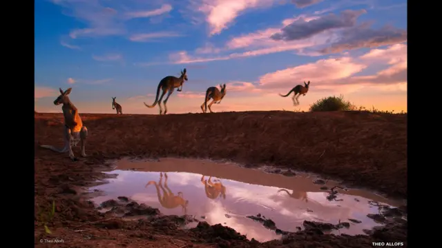 "Red kangaroos at waterhole" de Theo Allofs